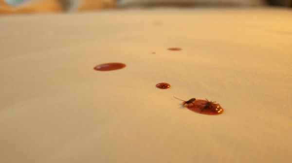 10 astuces incontournables pour repérer les punaises de lit